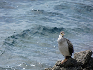 Pájaro de vida marina que viven básicamente de la pesca, encima de una roca esperando una presa para pescarla. Corbalán relajado a la espera de la hora de la pesca