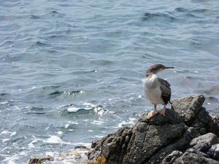 Pájaro de vida marina que viven básicamente de la pesca, encima de una roca esperando una presa para pescarla. Corbalán relajado a la espera de la hora de la pesca