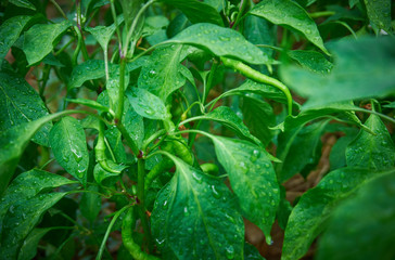 Fototapeta na wymiar Green and fresh pepper plant