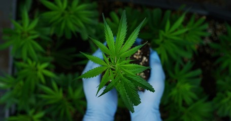 Macro close up of scientist hands with gloves checking hemp plants in a greenhouse, used used for herbal alternative medicines and cbd oil production. 