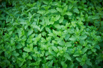 Fresh, organic green mint