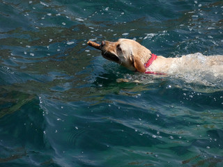Perro nadando en el agua del mar con un trozo de palo en la boca, acercándosela asu dueño
