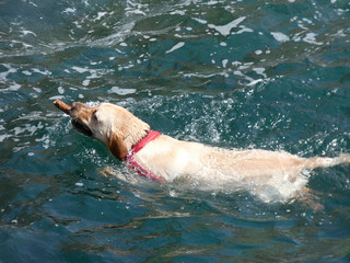 Perro nadando en el agua del mar con un trozo de palo en la boca, acercándosela asu dueño