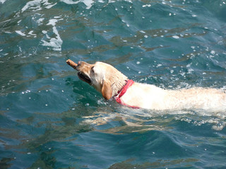 Perro nadando en el agua del mar con un trozo de palo en la boca, acercándosela asu dueño