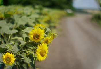 sunflower in the field