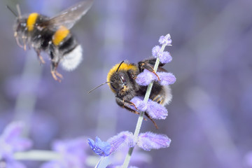 Hummel sitzt auf Blauraute perovskia atriplicifolia