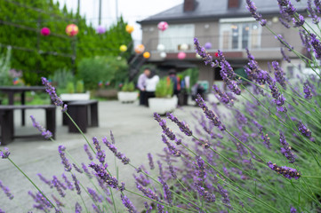Selective focus on lavender flower in flower garden - lavender flowers with people relax in the garden.