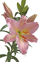 pretty pink lily with orange pollen