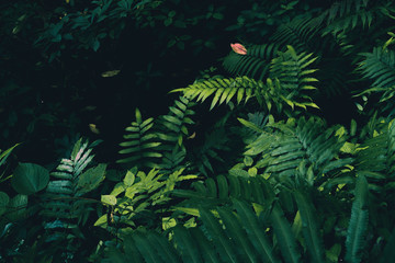 Waterfalls in the rainy season, wetness in the rainy season