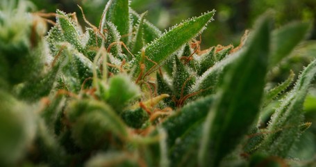 Macro of ecological and biological hemp plant used for herbal alternative medicines and cbd oil production.
