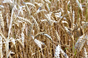 ears of wheat