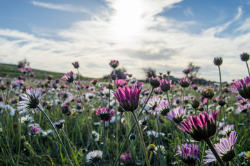 Obraz premium flores