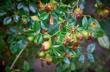 Green rosehip, dog rose after the rain