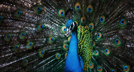 Naklejka na ściany i meble beautiful peacock