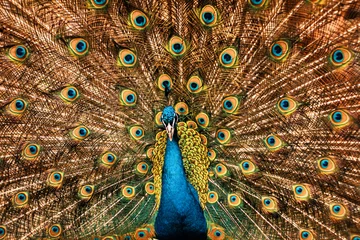 Foto op Plexiglas beautiful peacock © misu