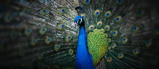 Acrylic prints Peacock beautiful peacock