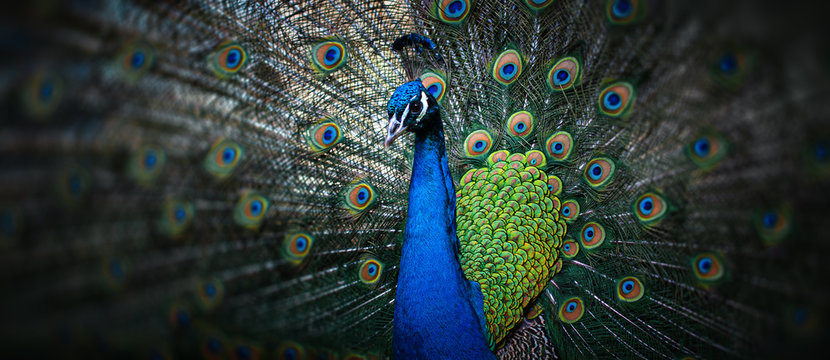 Peacock Images – Browse 198,108 Stock Photos, Vectors, and Video | Adobe  Stock