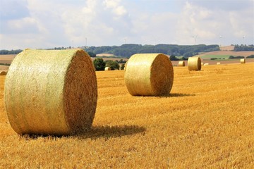 straw bales of hay