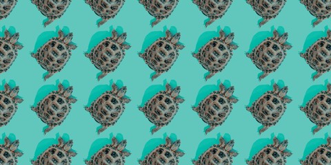 Turtle on duotone background trend flat lay concept with fashionable toning. Many turtles pattern