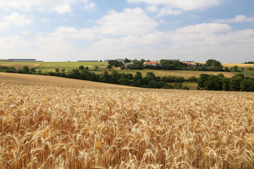 Rural landscape with yellow fields of mature wheat