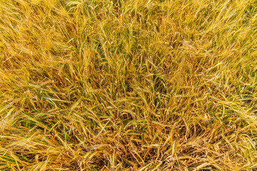 Weizenfeld im Sommer