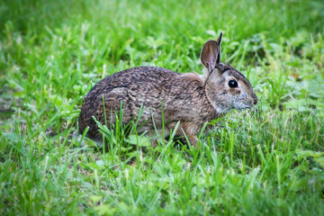 Naklejka na ściany i meble furry rabbit eating green grass in the summer