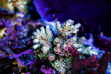 Fototapeta na wymiar Acropora sp. short stony coral in reef aquarium tank