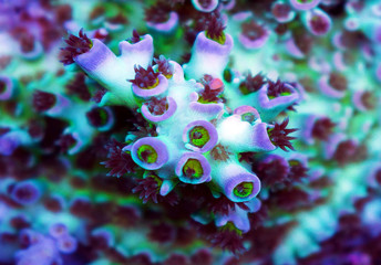 Acropora sp. short stony coral in reef aquarium tank