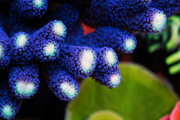 Close up shot on Purple Milky Stilophora SPS coral in coral reef aquarium tank © Kolevski.V
