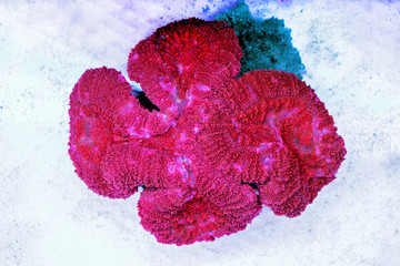 LPS open brain coral isolated in aquarium reef tank © Kolevski.V