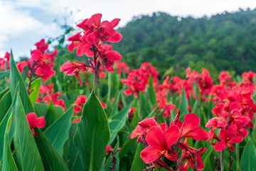 Flower of an thailand shot (tak thailand)