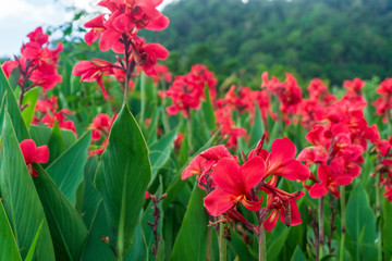 Flower of an thailand shot (tak thailand)