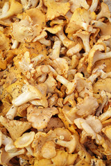 Yellow chanterelle (cantharellus cibarius). Chanterelle mushrooms is a species of golden chanterelle mushroom in the genus Cantharellus. Fresh organic mushrooms. Fungi background texture.