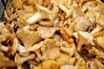Yellow chanterelle (cantharellus cibarius). Chanterelle mushrooms is a species of golden chanterelle mushroom in the genus Cantharellus. Fresh organic mushrooms. Fungi background texture.