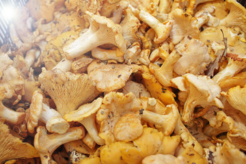 Yellow chanterelle (cantharellus cibarius). Chanterelle mushrooms is a species of golden chanterelle mushroom in the genus Cantharellus. Fresh organic mushrooms. Fungi background texture.