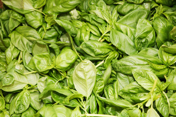 full frame close up of fresh basil leaves