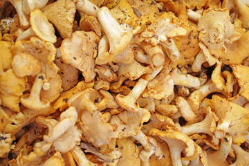 Yellow chanterelle (cantharellus cibarius). Chanterelle mushrooms is a species of golden chanterelle mushroom in the genus Cantharellus. Fresh organic mushrooms. Fungi background texture.