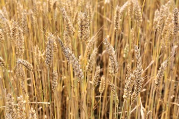 field of wheat