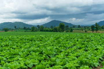 Chinese cabbage is grown in a fully grown vegetable plot,Cabbage,Chinese cabbage of plant on mountain,Thailand.