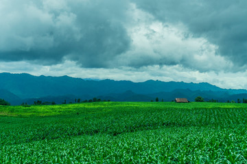 Corn fields growing in the mountains in the rainy season
