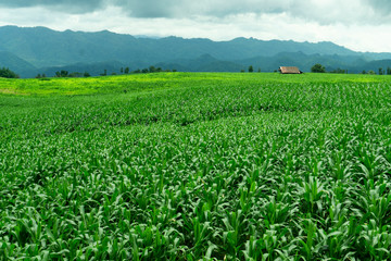 Fototapeta na wymiar Corn fields growing in the mountains in the rainy season