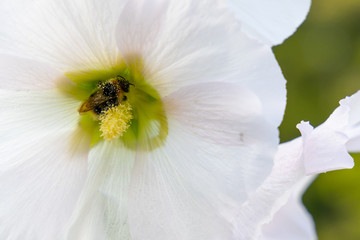 white mallow flower Bee pollen pollination