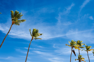 Fototapeta premium palm tree and blue sky