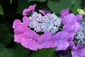 Beautiful bushes of hydrangea serrata flowers is a species of flowering plant in the family Hydrangeaceae at the gardent in Japan.