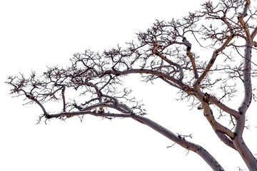 tree on a white background