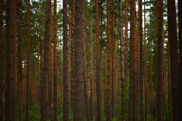 Obraz premium Pine forest beautiful slender rows of tall tree trunks on a summer morning