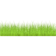 Vector green grass border for summer landscape