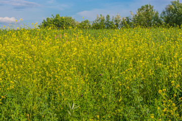 Rapeseed field