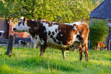 Fototapeta na wymiar Animal ferme vache 305
