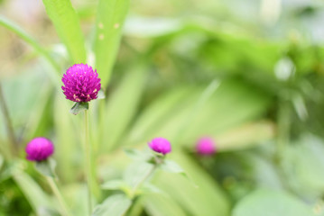 Thousand years of flowers..